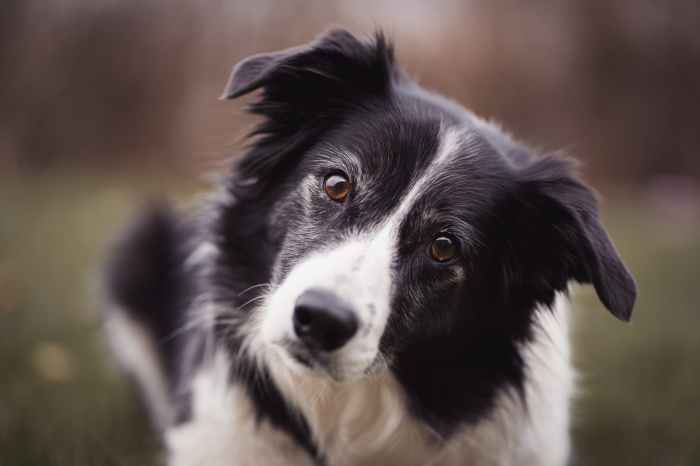 Border collie hat white pup wearing christmas santa father gus background puppy dog warrenphotographic