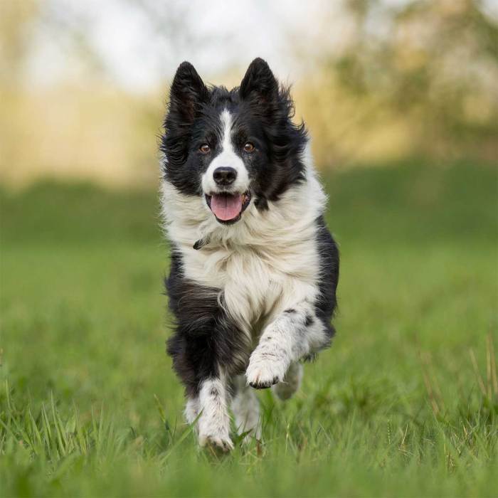 Border collie light up christmas decoration